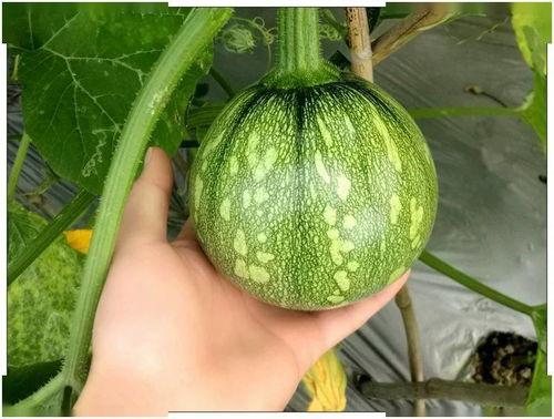 小荣吃瓜,揭秘娱乐圈那些不为人知的幕后故事