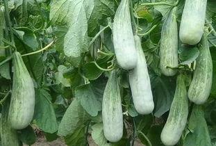 研究所吃瓜,吃瓜背后的科学奥秘