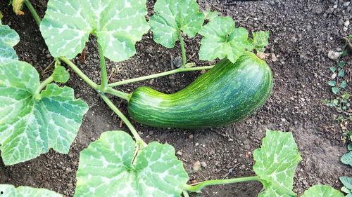 产妇吃瓠瓜好吗,产妇食用瓠瓜的益处与注意事项